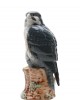 Beneagles Peregrine Falcon